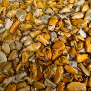 Mražené vařené mušlové maso