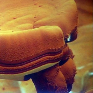 Ganoderma spory