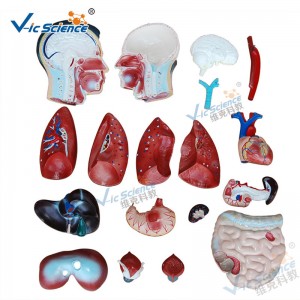 Anatomie lidského těla, model anatomie těla 85CM, model 19 částí trupu
