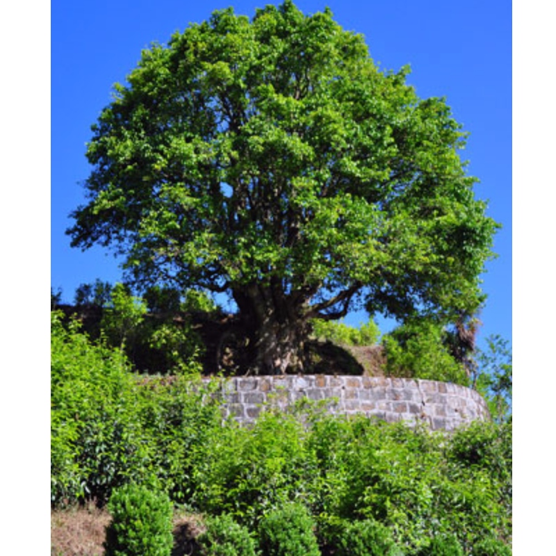 autentický starý čaj čaj yunnan pu erh čaj Čína černý čaj starý strom čaj anciet strom čaj čaj zdravotní péče čaj