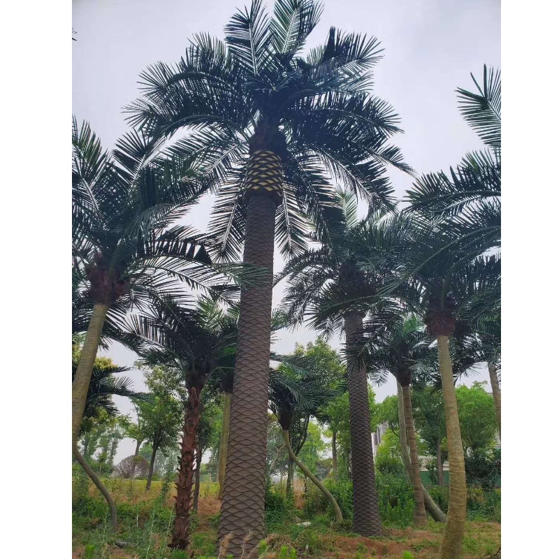 Velké vnější umělé datum Palm Trees