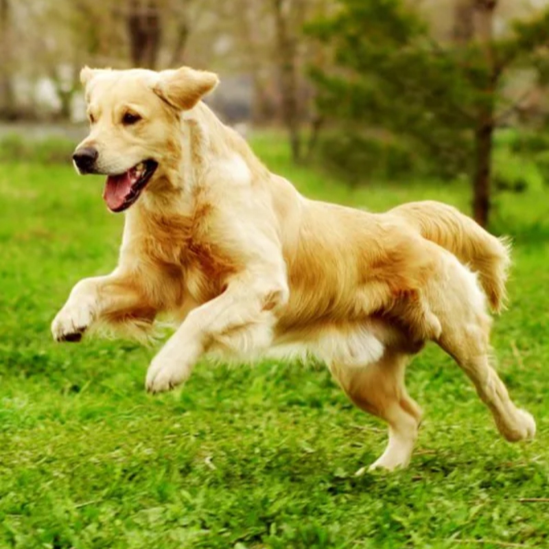 7 základních příkazů, které váš pes musí vědět