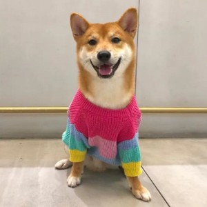 Výrobce vlastní zimní bavlněné pletené kočky svetr pro domácí mazlíčky