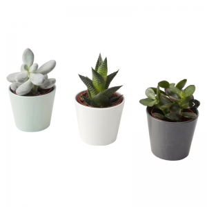 Umělé sukulentní rostliny