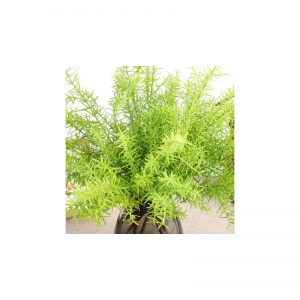 Kapradina z umělých mořských řas